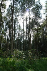 Vertical Shot of Shady Road Leading Through Dense Tropical Forest