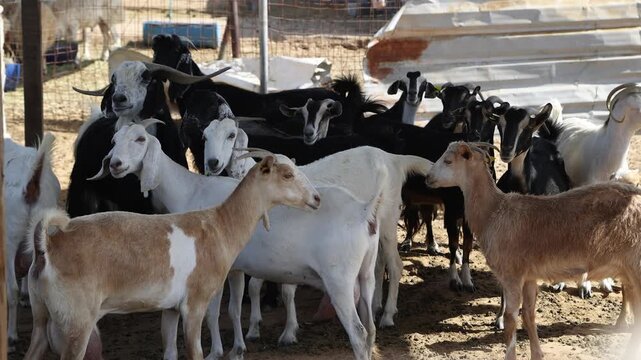 Herd of goats at the farm in Abu Dhabi, UAE