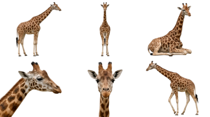 set of a giraffe in different poses, sitting, standing, and a head closeup, isolated on a transparent background