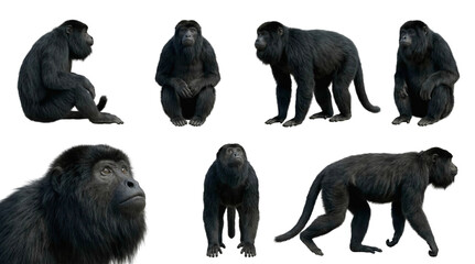 Naklejka premium set of a howler monkey in different poses, sitting, standing, and a head closeup, isolated on a transparent background