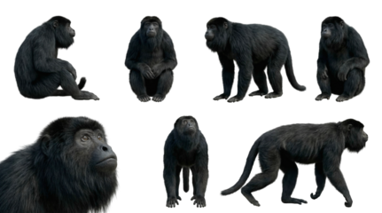 set of a howler monkey in different poses, sitting, standing, and a head closeup, isolated on a transparent background
