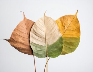Three fading leaves showing aging, color transition
