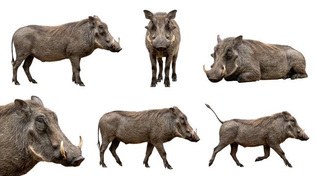 set of a warthog in different poses, standing, lying, running and a head closeup, isolated on a transparent background