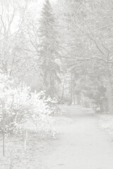 Cloud dancer toned colour park landscape. Garden monochrome background. Trendy color 2026.