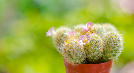 cactus in a pot