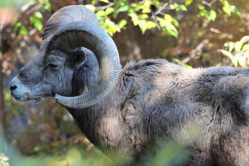 オオツノヒツジ