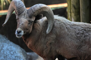 オオツノヒツジ