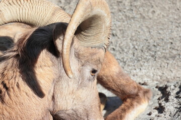 オオツノヒツジ