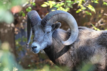 オオツノヒツジ