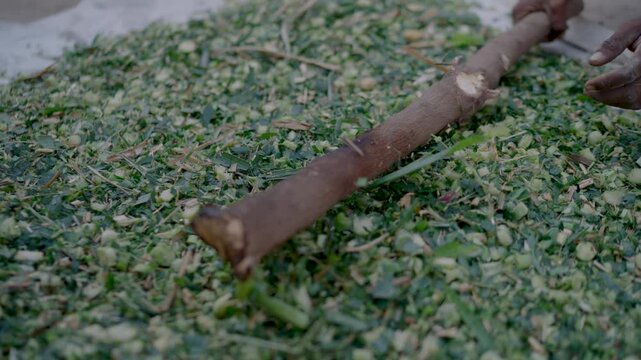 Closeup video of dry tree leaves being crushed using a wooden stick for herbal infusions or tea, depicting traditional village life and natural medicine in Punjab, Pakistan.