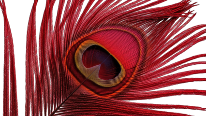 Red Peacock Feather Detail on White Background