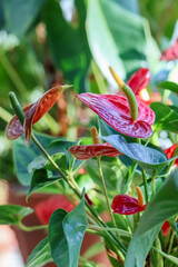 Flamingo lily (Anthurium) is a houseplant called also painter’s palette. It is an evergreen tropical perennial and most noted for its attractive waxy, palette-shaped, bright red spathes. 