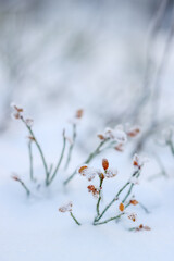 Blueberry bushes in a winter forest covered in snow. Pure white snow protects the plants from the winter frosts. Beautiful Finnish winter image. Empty space for text.