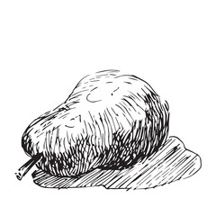 Detailed Hand-Drawn Pear or Quince Vector Illustration in Vintage Engraving and Hatching Style, Black and White Ink Sketch.
