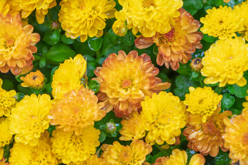 雨に濡れた黄色とオレンジの菊の花のクローズアップ