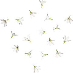 Scattered White Rain Lily Flowers