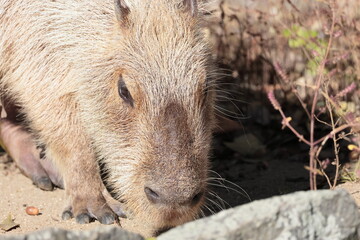 カピバラ