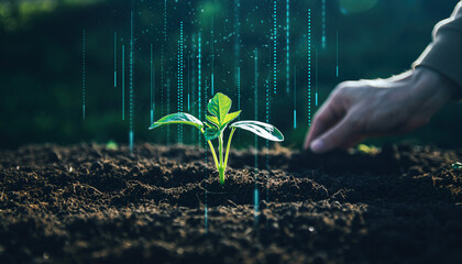 Man plants a young green seedling in soil with digital data surrounding it in a natural setting