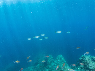 捕食するために狙っている。
カンパチ, Greater Amberjack, Seriola dumerili, アジ科,
他の群れ。
ヒリゾ浜南伊豆町中木
静岡県伊豆半島-2025
日本有数のシュノーケリングスポット。
夏の数カ月間だけ渡し船で行ける。
水質透明度魚影が素晴らしい。
