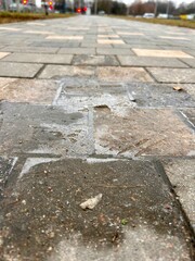 a frozen little puddle on the path
