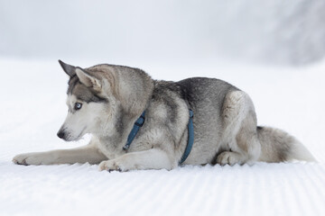Purebred Husky dog portrait, lying down in snow
