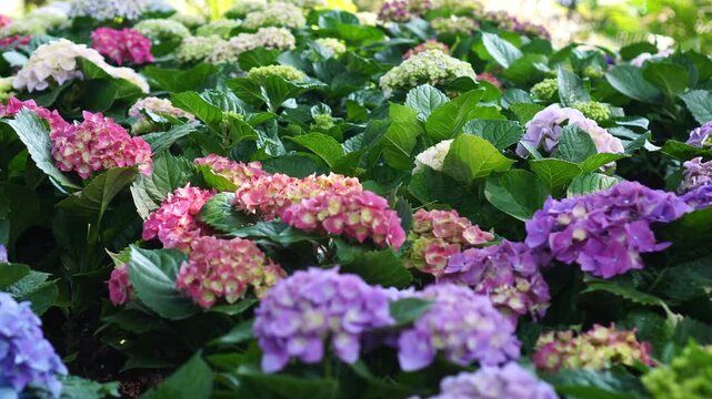 A vibrant tapestry of multicolored hydrangeas in full bloom, showcasing pink, purple, and blue hues. The lush flowers create a beautiful, rich floral background in a tranquil garden.