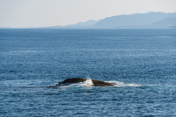 Fototapeta premium 三重県熊野市の青い海と岩に打ち寄せる白い波しぶき