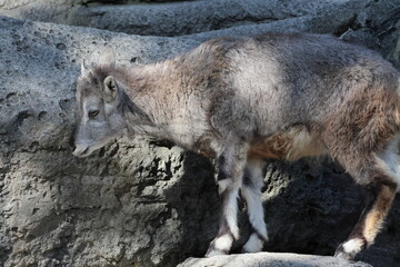 スーチョワンバーラル