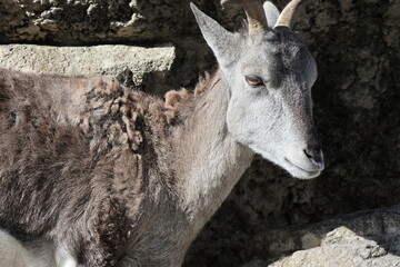 スーチョワンバーラル