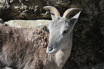 スーチョワンバーラル