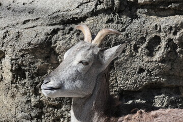 スーチョワンバーラル