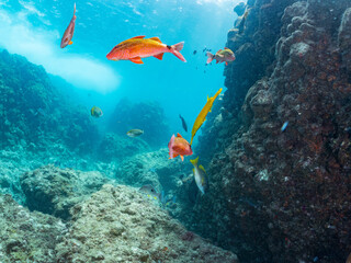 ヘラヤガラ, Painted flutemouth, Aulostomus chinensis,  Trumpetfish, ヘラヤガラ科,
ホウライヒメジ, Whitesaddle goatfish, Parupeneus ciliatus, ヒメジ科,
他の群れ。
ヒリゾ浜南伊豆町中木
静岡県伊豆半島-2025
日本有数のシュノーケリングスポット。
夏の数カ月間だけ渡し船で行ける。
水質透明度
