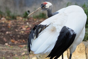 Naklejka premium タンチョウ