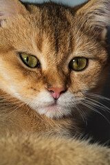 A close up shot of an orange tabby cat with green eyes staring directly at the camera with a curious expression on its face indoors