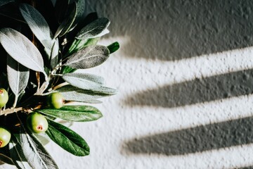 Fresh olive branch with green olives and silvery leaves, sunlit against textured white wall.