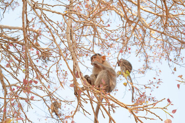 Rhesus monkey, barbary macaque ape climbing a tree, wildlife of Hampi, India, jungle and rainforest animal in his habitat
