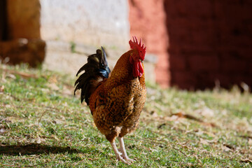 Backyard Chicken in Natural Setting