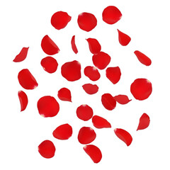 Vibrant red rose petals gently floating down on transparent background 