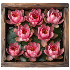 Wooden Box Full Of Lotus Blossom isolated background