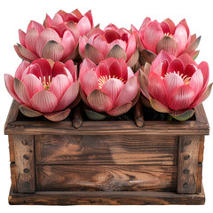 Wooden Box Full Of Lotus Blossom isolated background