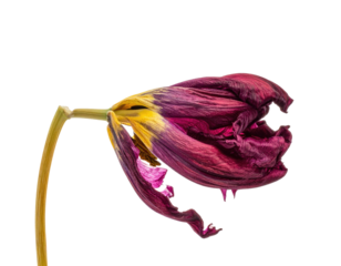 Drooping purple tulip with yellow center on black