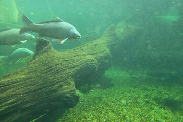 Obraz premium Underwater Exploration: Fishes and Driftwood in a Serene Aquatic Scene