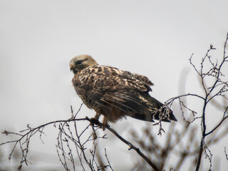 Rough-legged buzzard or Buteo lagopus in winter scenery. The rough-legged buzzard (Europe) or rough-legged hawk (North America) perched on tree branch on gray, gloomy autumn-winter sky