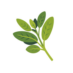 Fresh green sage aromatic herb leaves, isolated flat style vector illustration