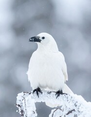 White albino arctic raven sitting on frozen tree branch in falling snow, cold winter.