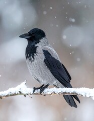 Grey crow sitting on frozen tree branch in falling snow, cold winter. 