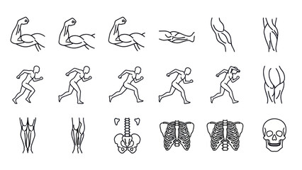 Anatomy illustrations of human body muscles skeleton and runner poses