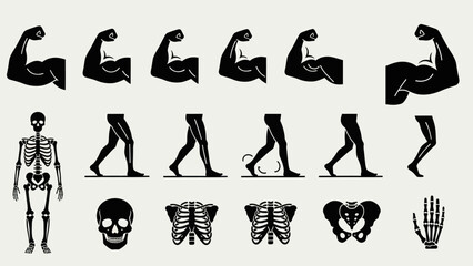 Anatomy illustration skeletal system muscular arms and leg movement graphics