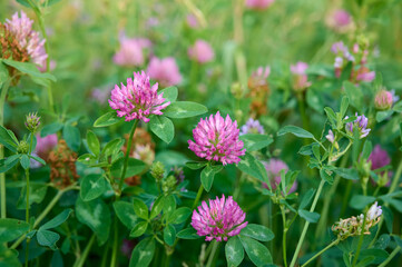 Fototapeta premium Pink purple flower chamaenerion angustifolium blooming in the meadow.