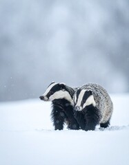 Two cute wild badgers in white snow, cold winter background. 